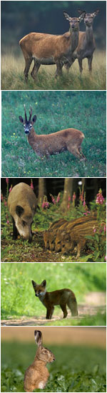 Schwarzwild