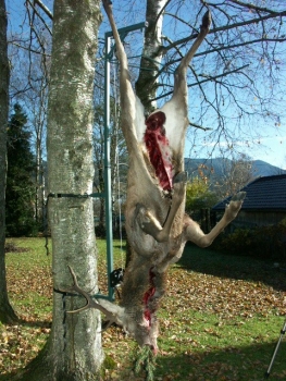 Wildlift - Aufbrechhilfe mit Seilwinde und Wildgalgen