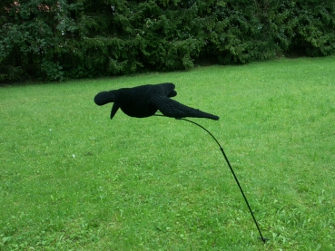 Beflockte Lockkr�he mit Fl�geln