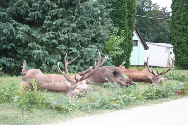Schwarzwild Pauschaljagd