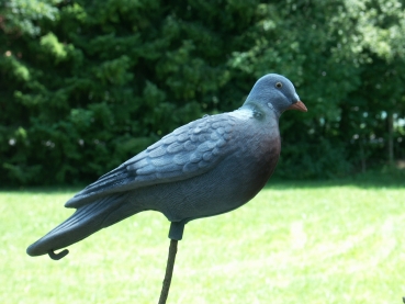 Beflockte Locktauben - Vollschale