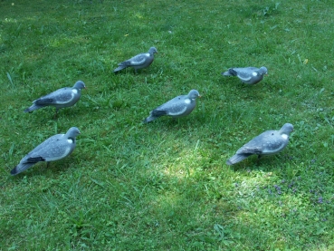 Beflockte Locktauben - Vollschale
