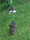 Praedatoren Magnet Critter