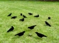 Krähenmagnet auf Gras