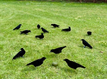 Krähenmagnet auf Gras