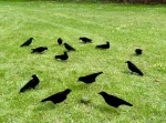 Krähenmagnet auf Gras